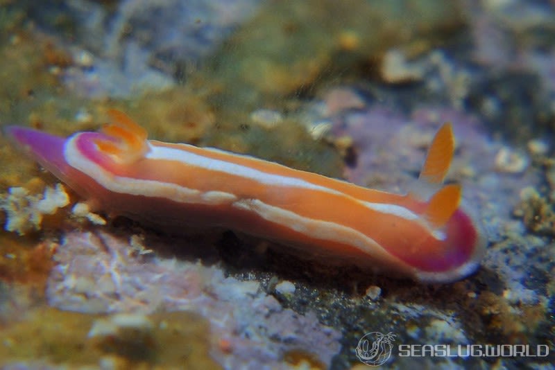 ニタリイロウミウシ Mexichromis similaris