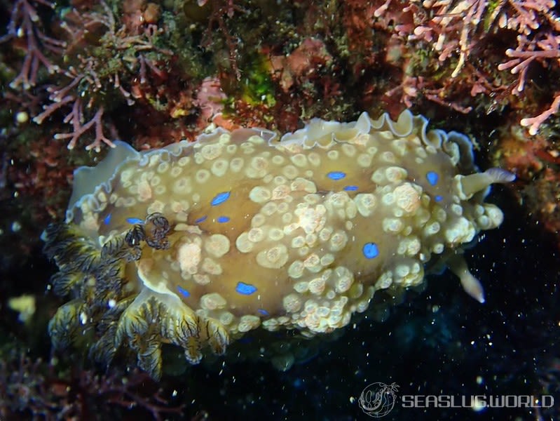 ミヤコウミウシ Dendrodoris krusensternii