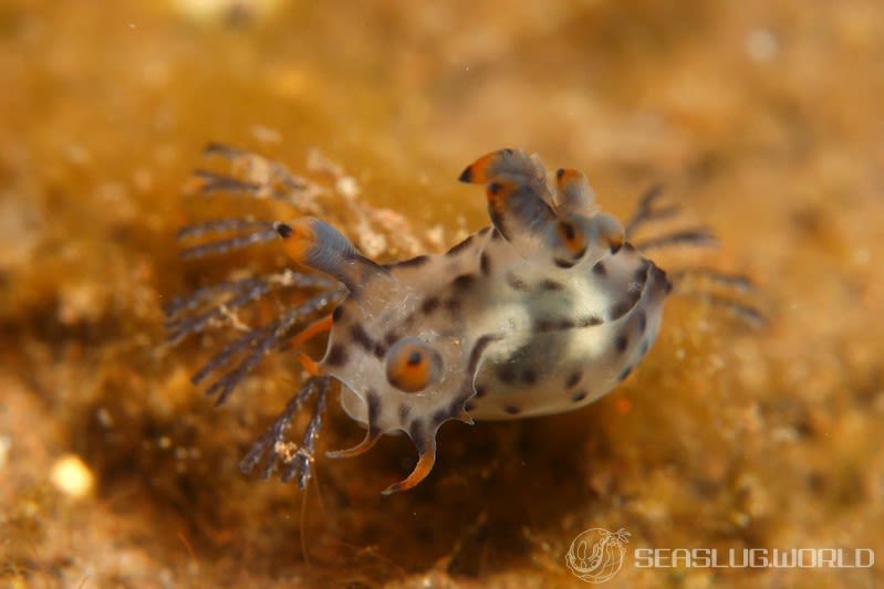 フジタウミウシ属の一種 2 Polycera sp. 2