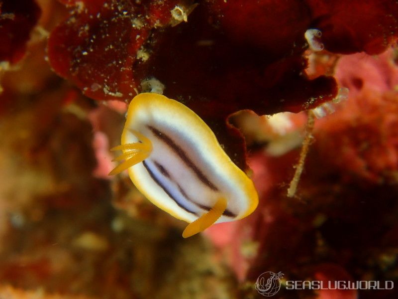 クロスジウミウシ Chromodoris sp. 6