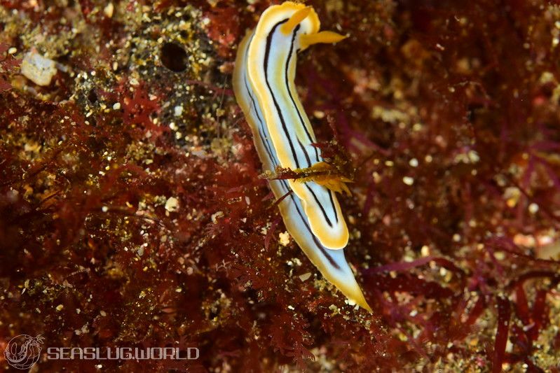 コールマンウミウシ Chromodoris colemani