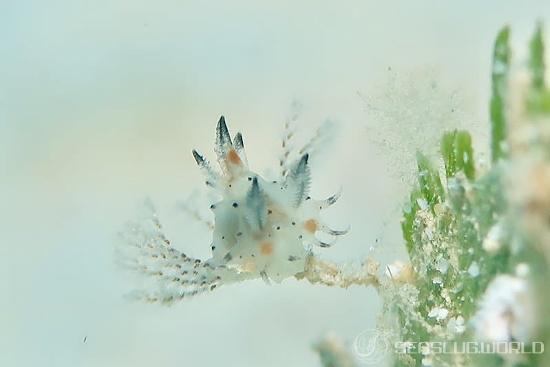 フジタウミウシ属の一種 3 Polycera sp. 3