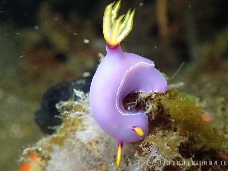 ゾウゲイロウミウシ Hypselodoris bullockii