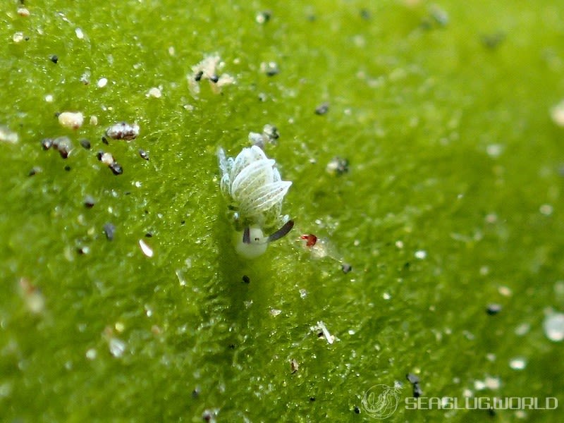 ウサギモウミウシ Costasiella usagi