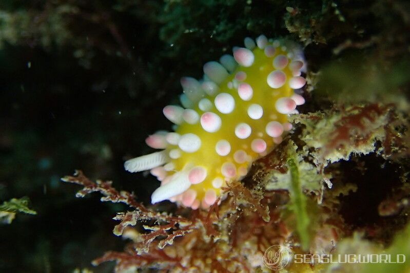 イガグリウミウシ Cadlinella ornatissima