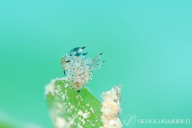 クロゴマフジタウミウシ Polycera sp. 9