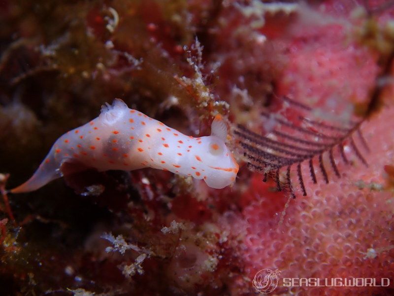 アカボシウミウシ Gymnodoris alba