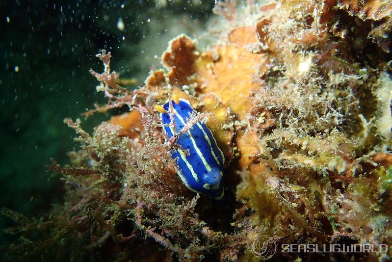 アオウミウシ Hypselodoris festiva