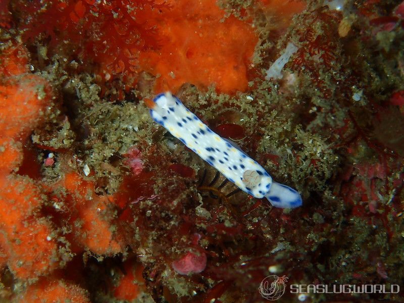 サガミイロウミウシ Hypselodoris sagamiensis