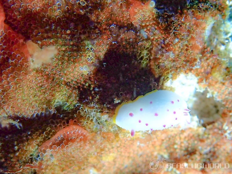 クリヤイロウミウシ Mexichromis mariei