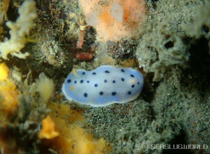 ウスイロウミウシ Hypselodoris placida