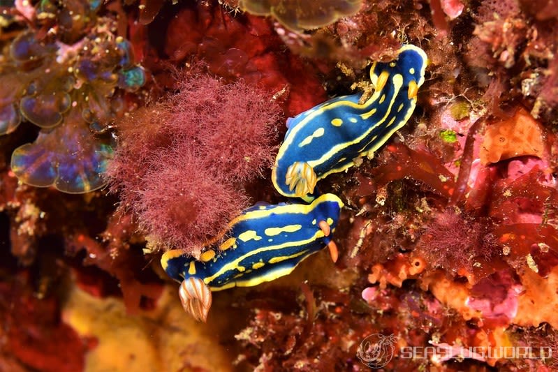 アオウミウシ Hypselodoris festiva