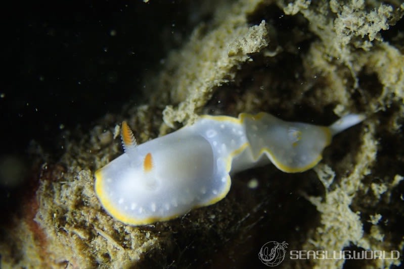 シラヒメウミウシ Goniobranchus sinensis