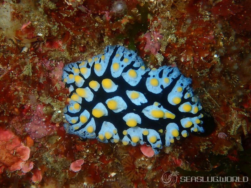 フリエリイボウミウシ Phyllidia picta