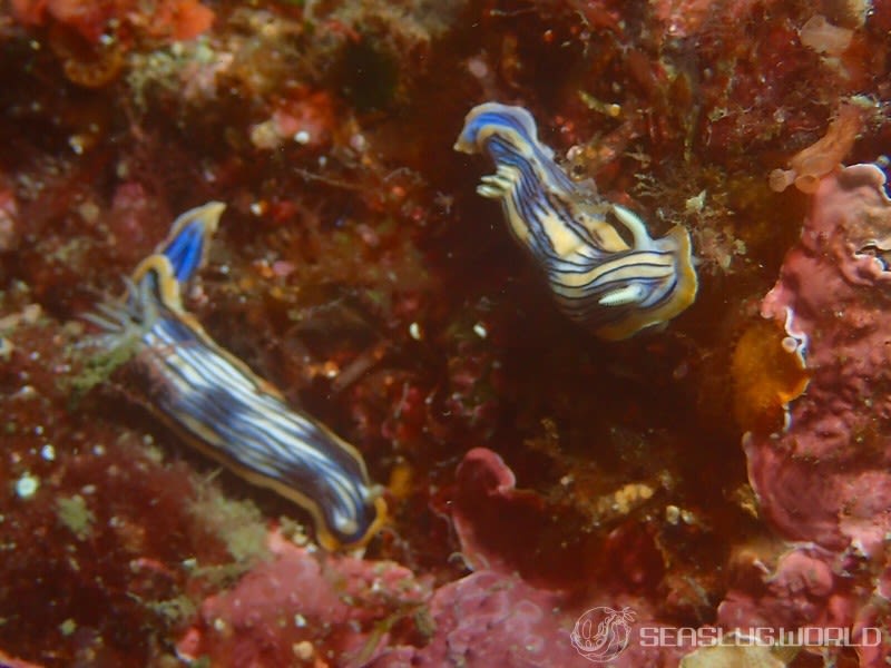 コンガスリウミウシ Chromodoris sp. 1