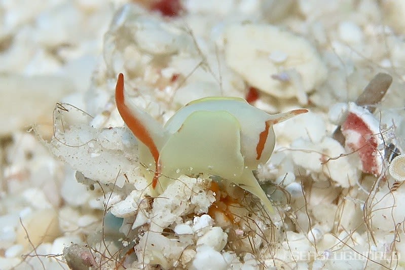 シラタマウミコチョウ Siphopteron makisig