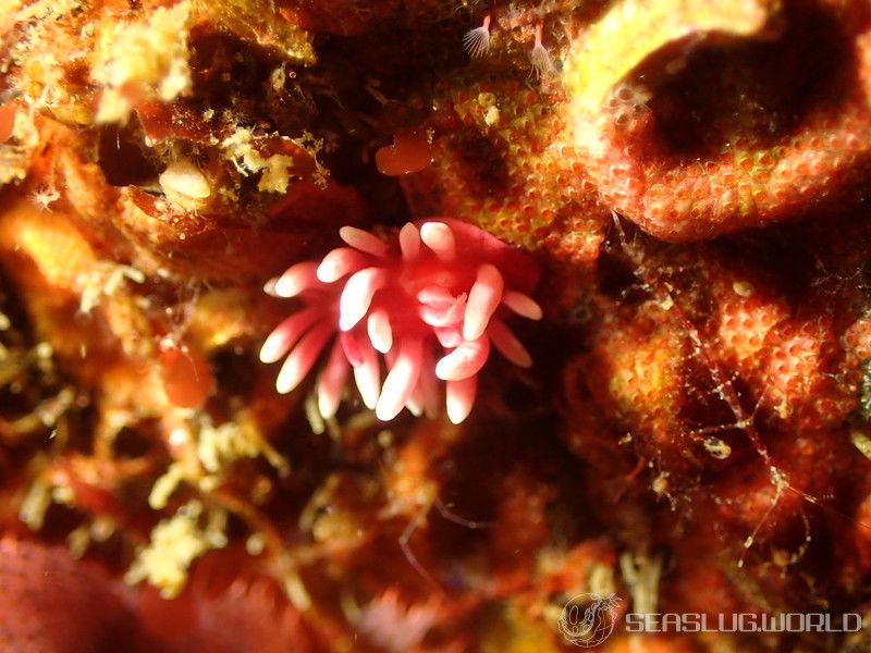 ヒロウミウシ Ceratodoris hiroi