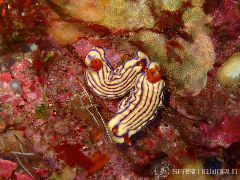 クチナシイロウミウシ Hypselodoris whitei