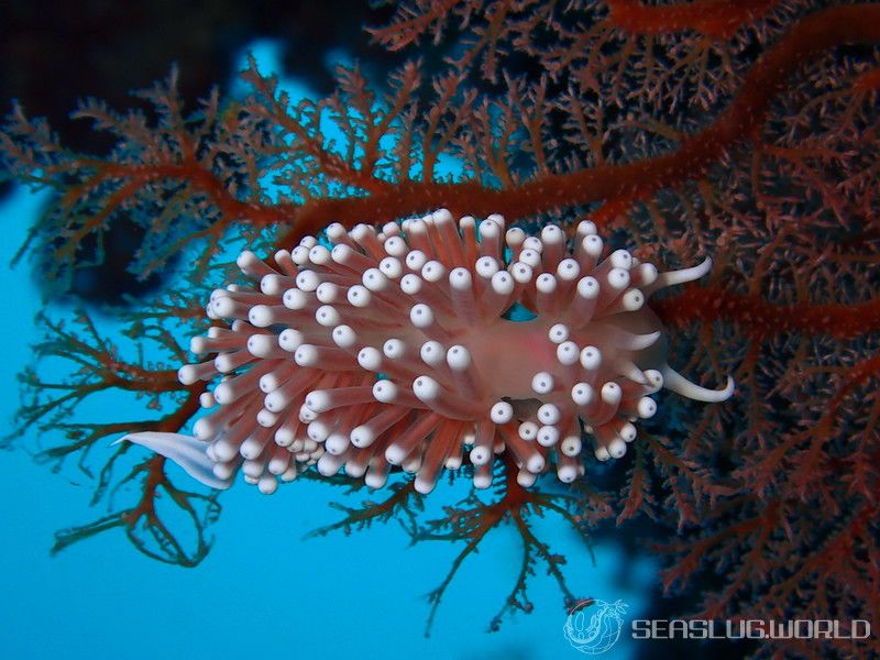 ガーベラミノウミウシ Sakuraeolis gerberina