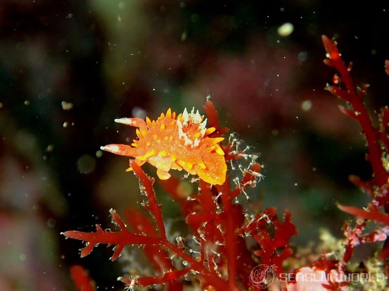 クロイバラウミウシ Okenia echinata