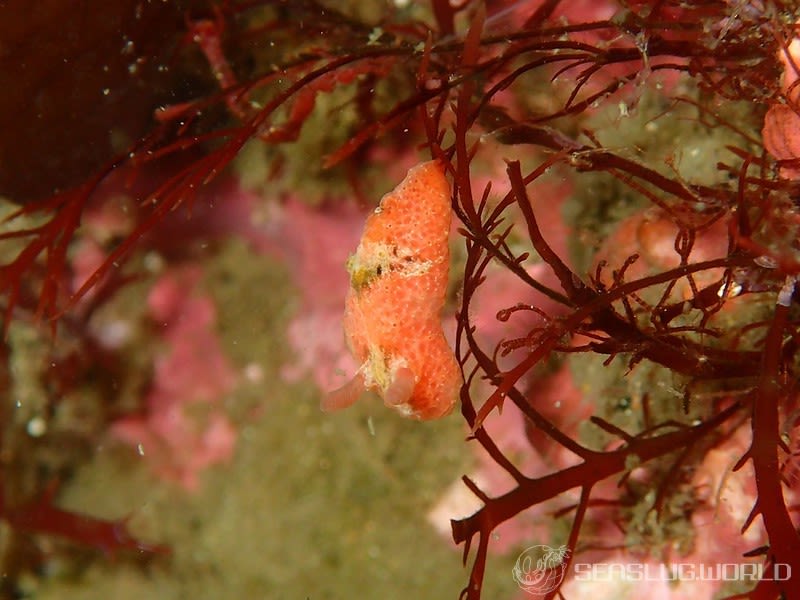 ヒオドシウミウシ Sclerodoris rubicunda