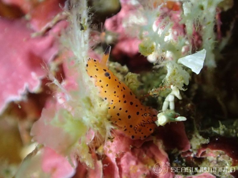 ヒメマダラウミウシ Dendrodoris guttata