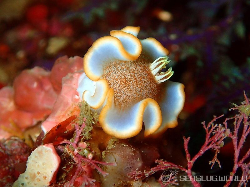 キャラメルウミウシ Glossodoris rufomarginata