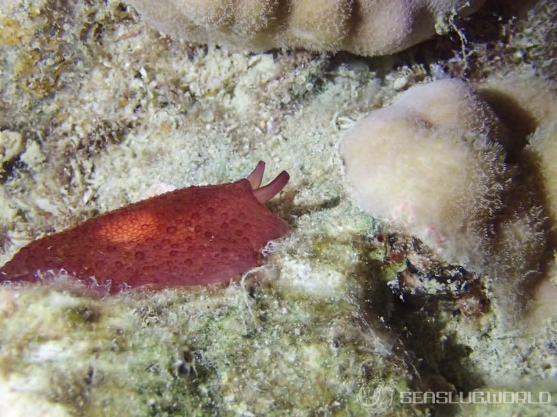 カメノコフシエラガイ Pleurobranchus peronii