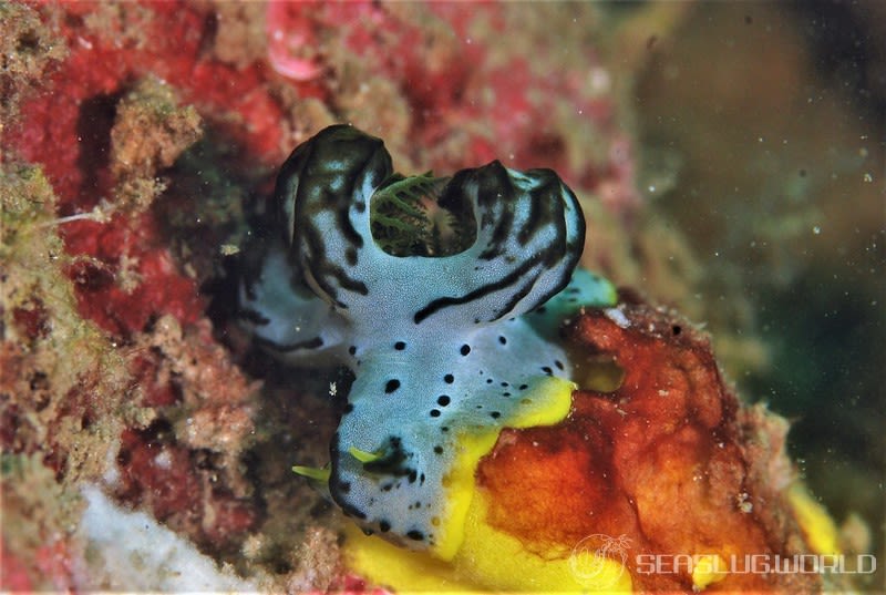 タチアオイウミウシ Notodoris serenae