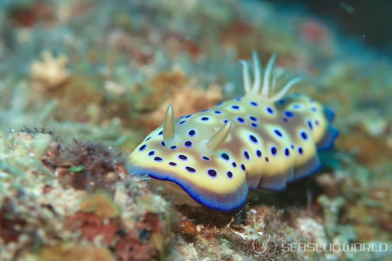 オトヒメウミウシ Goniobranchus kuniei