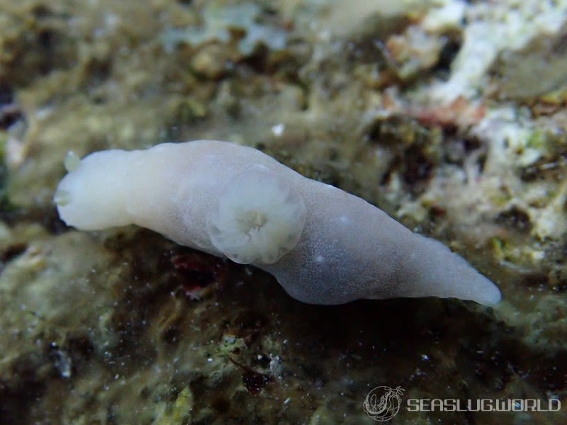 ウミヅタキヌハダウミウシ Gymnodoris sp. 7