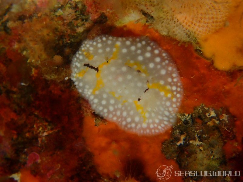 シモフリカメサンウミウシ Aldisa albatrossae