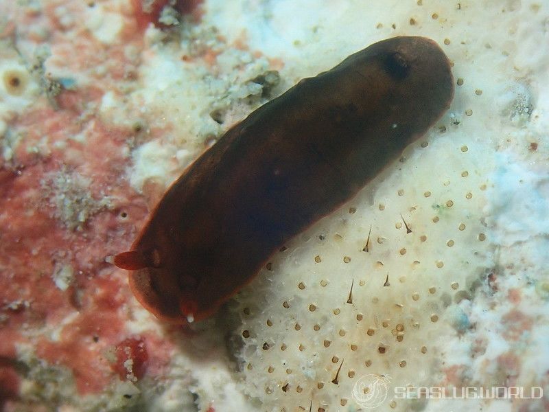 ホンクロシタナシウミウシ Dendrodoris nigra