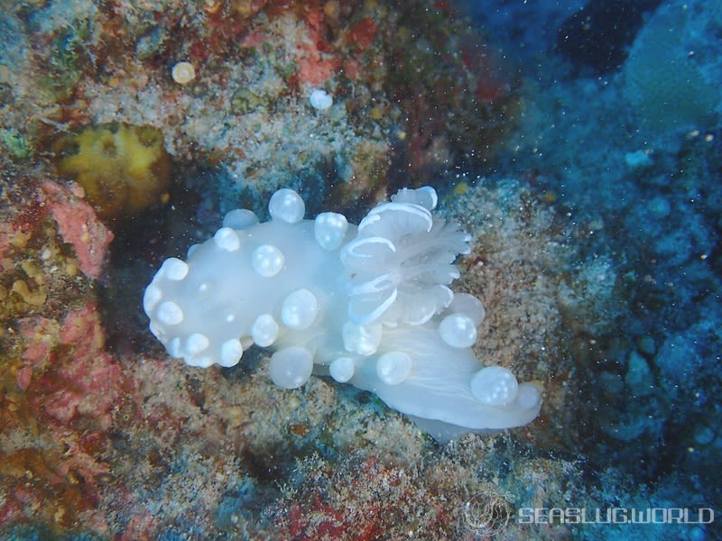 シロボンボンウミウシ Gymnodoris sp. 1