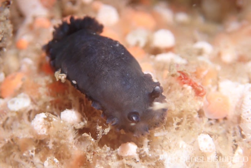 ホンクロシタナシウミウシ Dendrodoris nigra