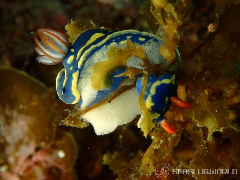 アオウミウシ Hypselodoris festiva