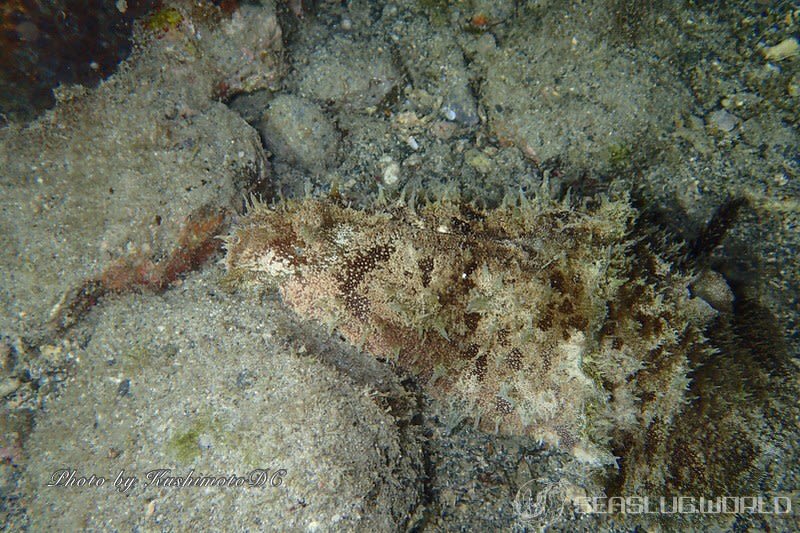 タツナミガイ Dolabella auricularia