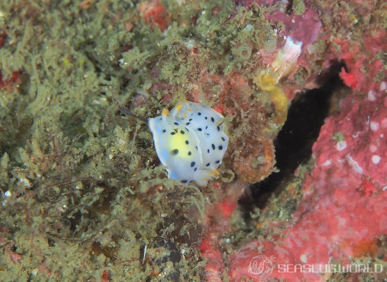 ウスイロウミウシ Hypselodoris placida