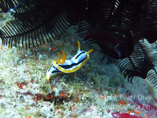 シボリイロウミウシ Chromodoris strigata