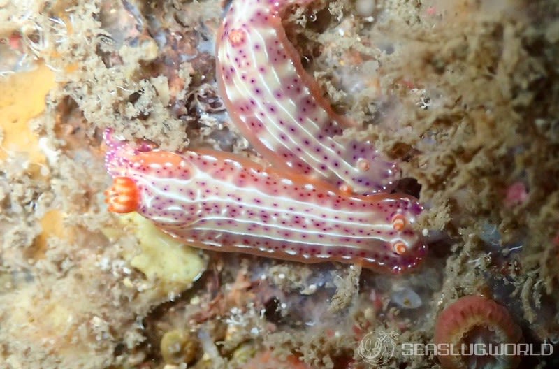 ニヨリセンテンイロウミウシ Hypselodoris maculosa