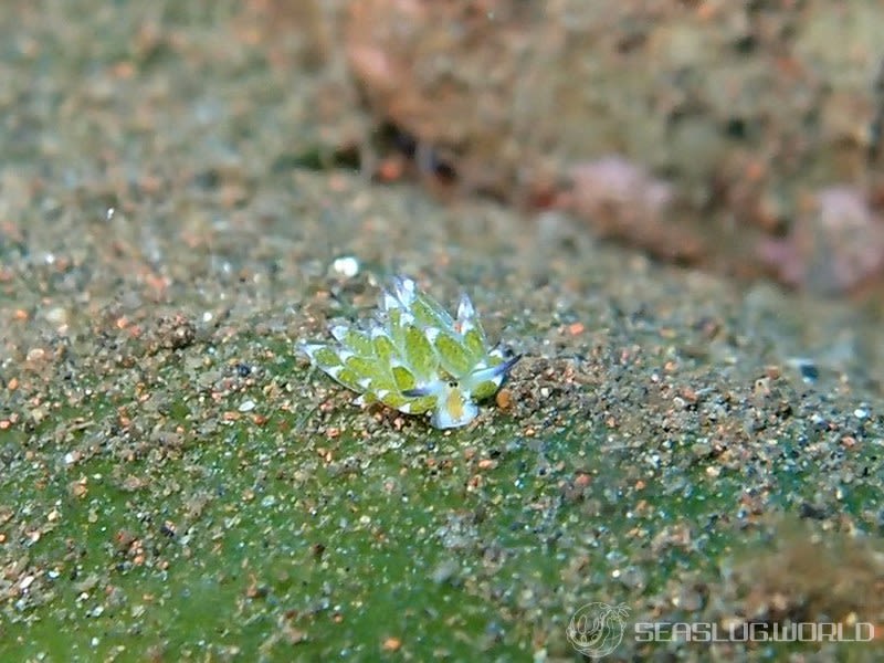 クサイロモウミウシ Costasiella paweli