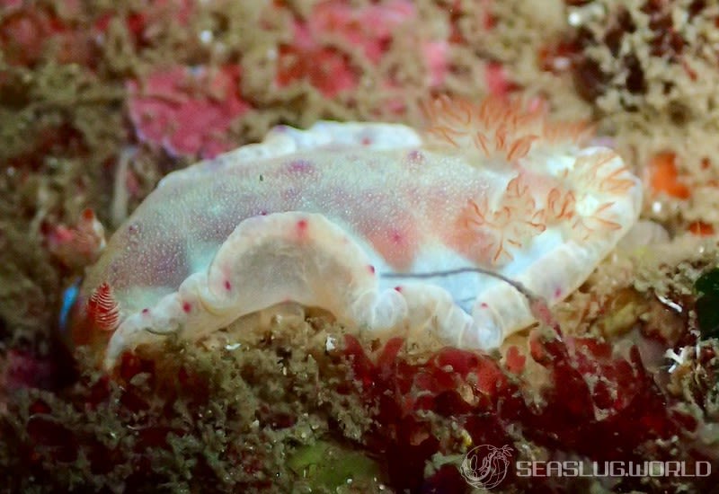 ミカドウミウシ Hexabranchus lacer