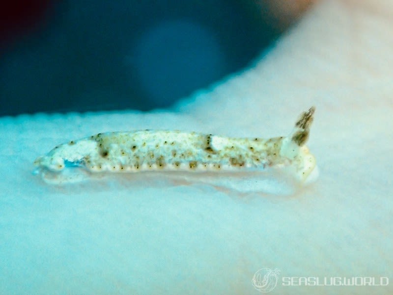 ハンゲツオトメウミウシ Dermatobranchus semilunus