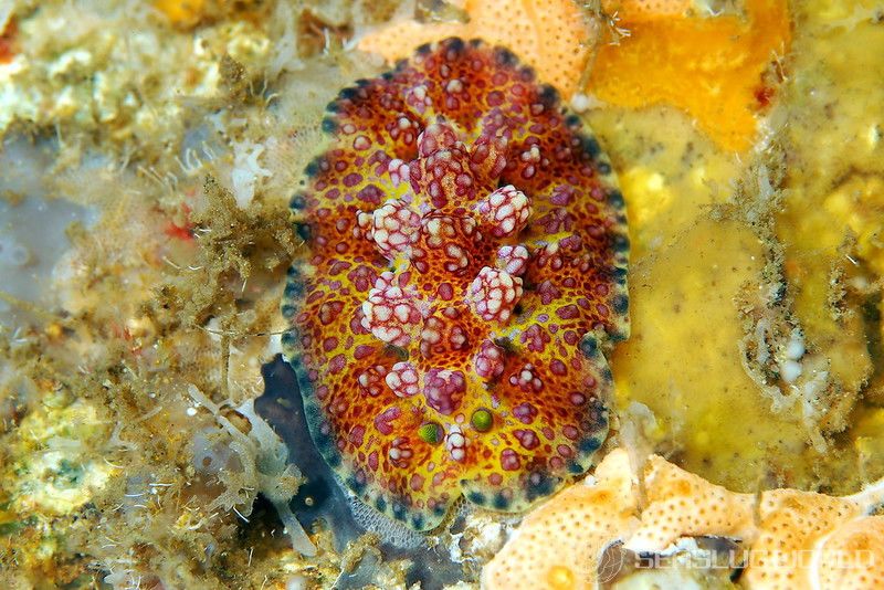 アデヤカイボウミウシ Phyllidiopsis cardinalis