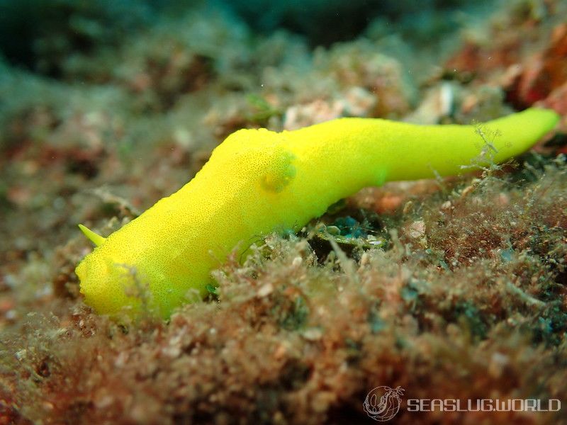 レモンウミウシ Notodoris citrina