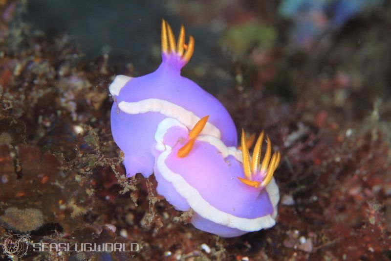 カグヤヒメウミウシ Hypselodoris variobranchia