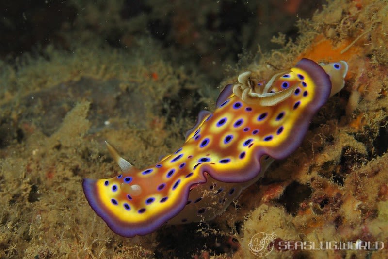 オトヒメウミウシ Goniobranchus kuniei