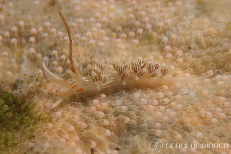 ハクセンミノウミウシ Cratena lineata