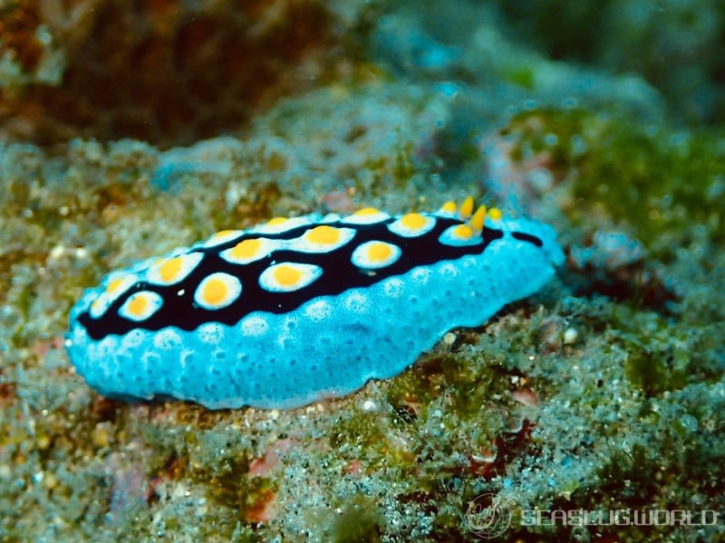 フリエリイボウミウシ Phyllidia picta