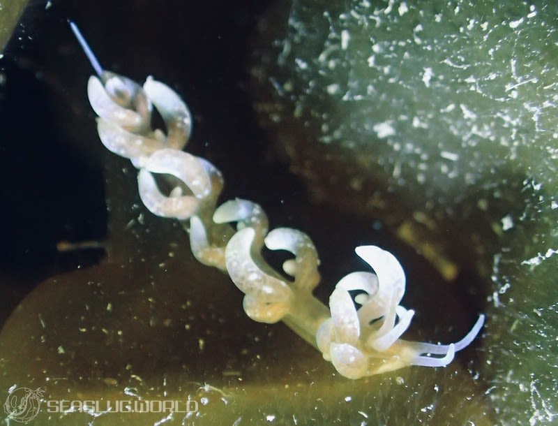 ムロトミノウミウシ Phyllodesmium macphersonae